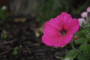 _DSC9233